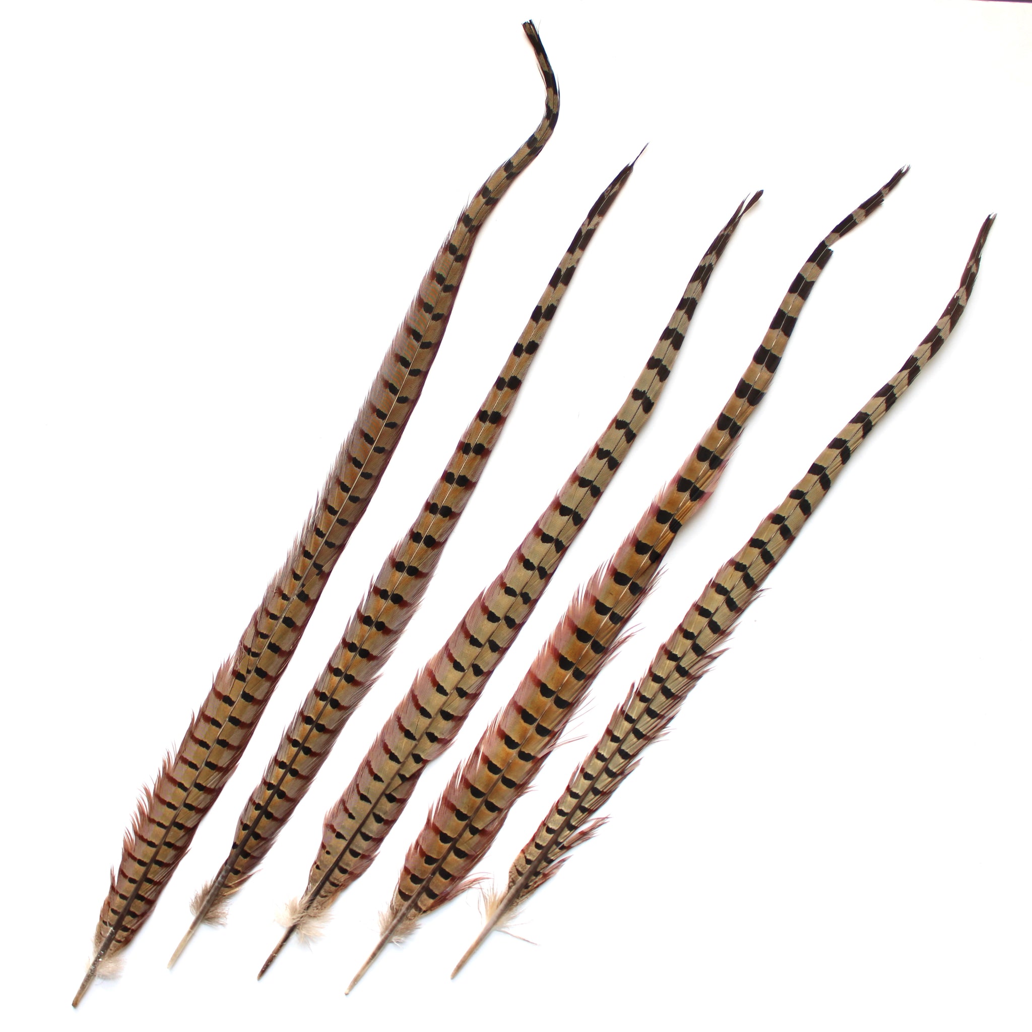  Midwest Design Ringneck Pheasant Feathers 6/Pkg