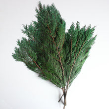Load image into Gallery viewer, Cedar - Preserved
