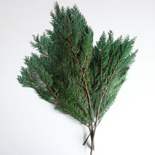 Load image into Gallery viewer, Preserved Cedar - 8 oz Bunch 
