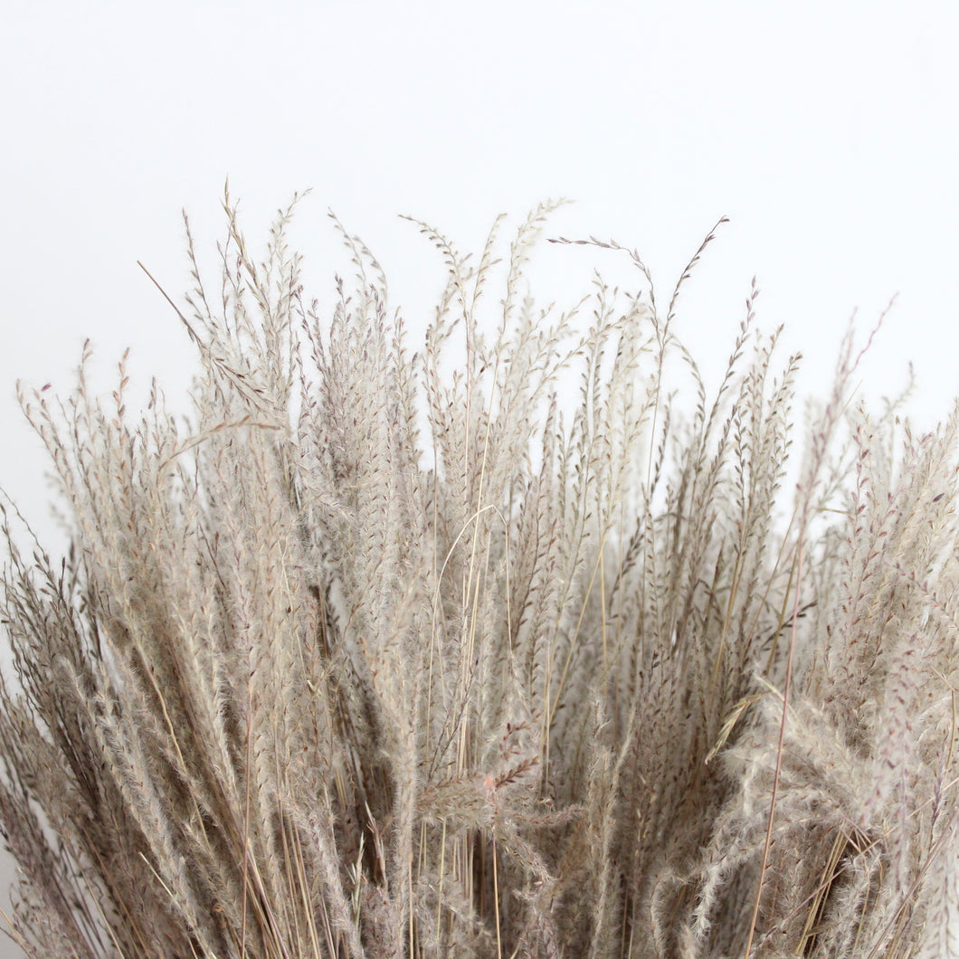 Snowdrop Grass