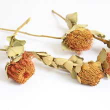 Load image into Gallery viewer, Banksia - Coccinea
