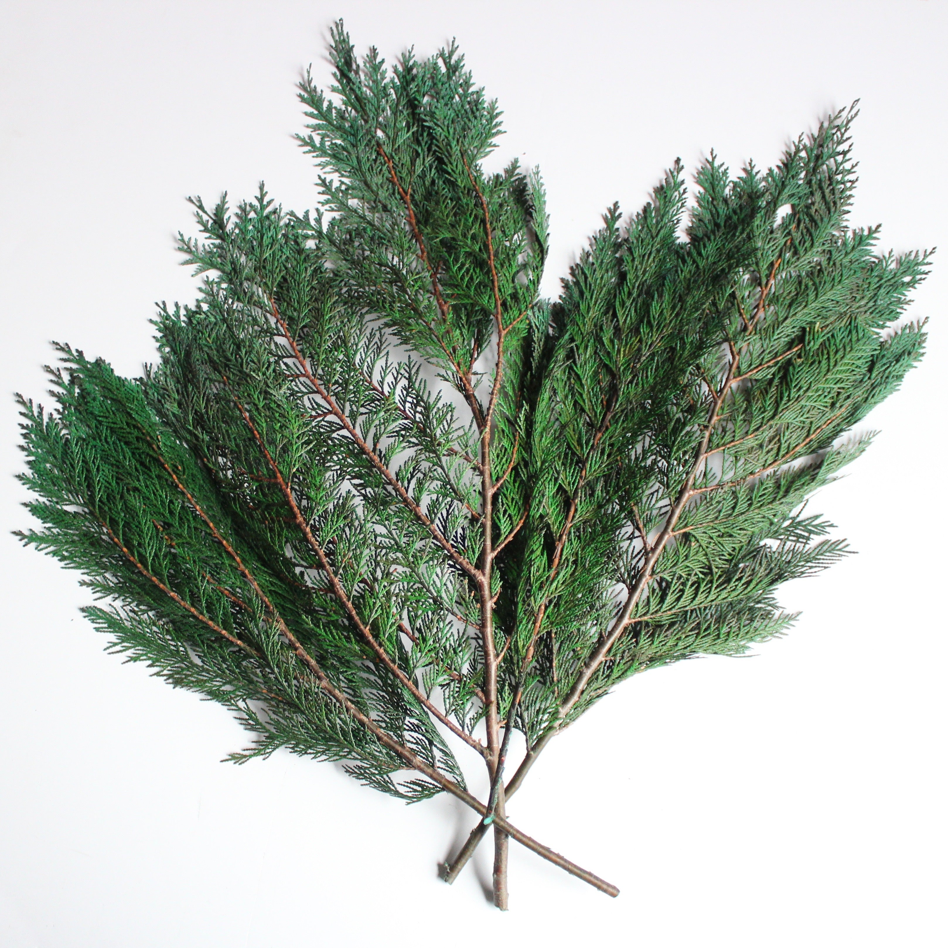 6 Ounces Of Dried & Sifted Cedar Leaf – Hand-Harvested From East Arizona