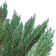 Load image into Gallery viewer, Preserved Cedar Bunch
