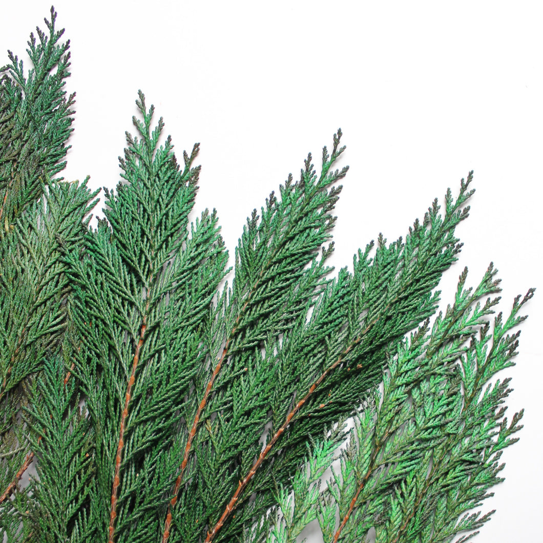 Cedar - Preserved