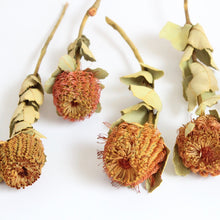 Load image into Gallery viewer, Banksia - Coccinea
