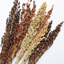 Load image into Gallery viewer, Broom Corn -  Sorghum (Dried)
