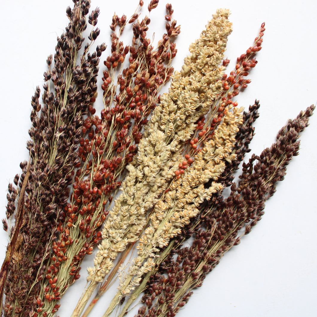 Broom Corn -  Sorghum (Dried)