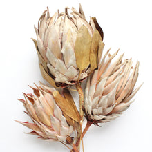 Load image into Gallery viewer, Protea - King
