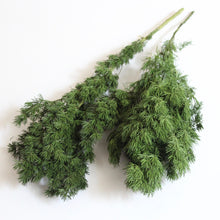 Load image into Gallery viewer, Ming Fern - Preserved
