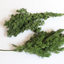 Load image into Gallery viewer, Ming Fern - Preserved
