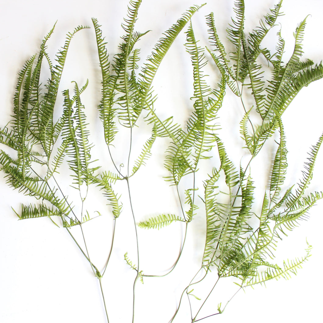 Fern - Preserved Pteris Wallichiana Agardh