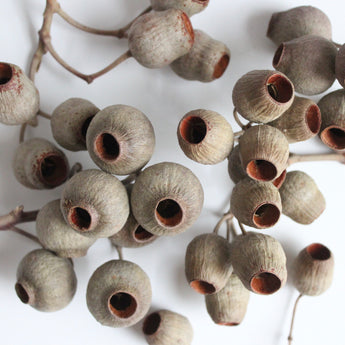 Dried Bell Gum Branch