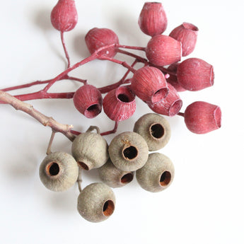 Dried Bell Gum Branch