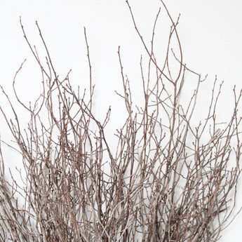 Dried Sweet Huck Branches