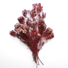 Load image into Gallery viewer, Serruria - Preserved
