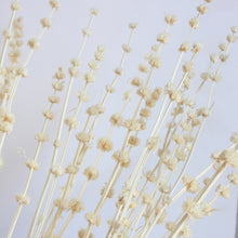 Load image into Gallery viewer, Pennyroyal - Dried
