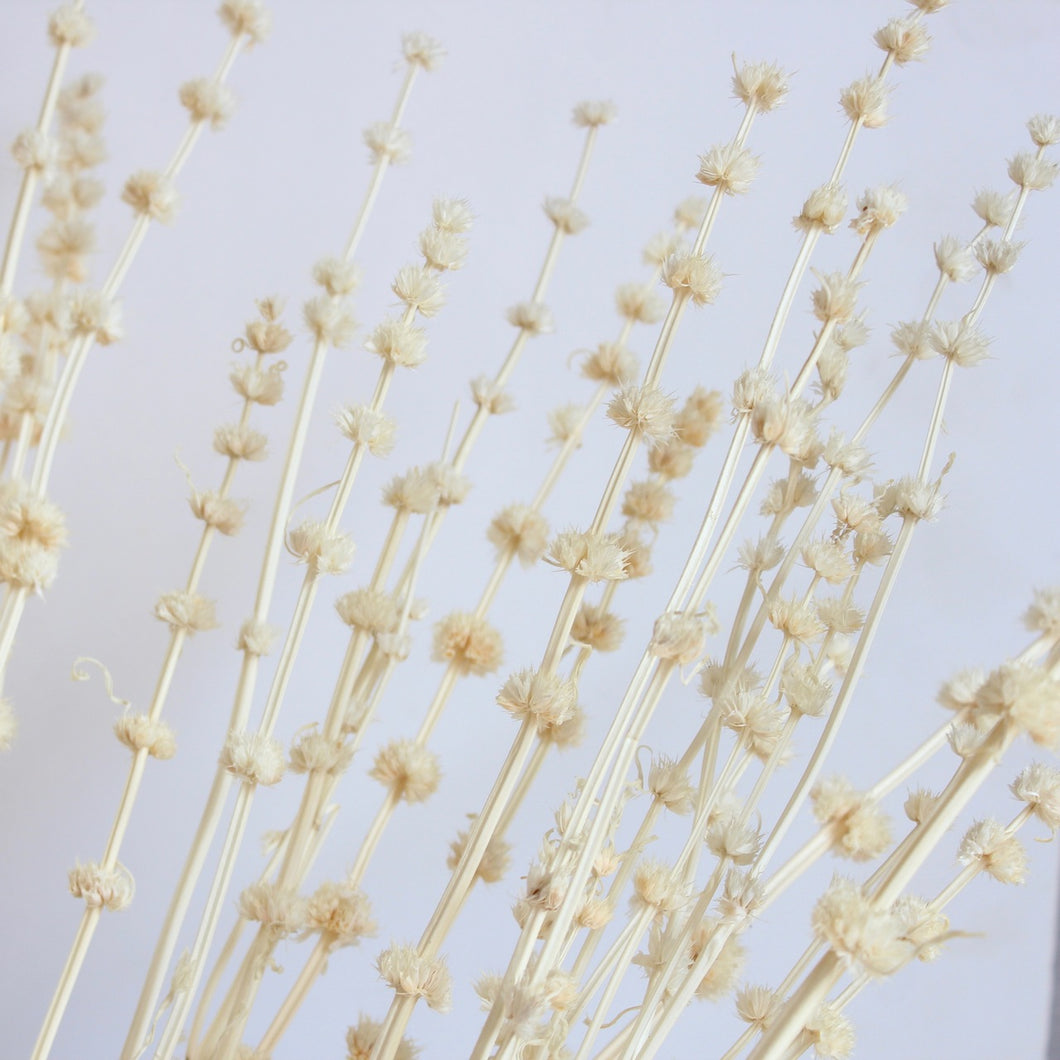 Pennyroyal - Dried