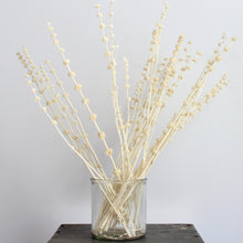 Load image into Gallery viewer, Pennyroyal - Dried
