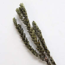 Load image into Gallery viewer, Buxifolia - Mini
