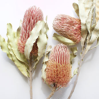 Dried Banksia Menziesii