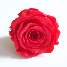 Load image into Gallery viewer, Roseheads - Preserved 2.5&quot;
