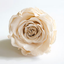 Load image into Gallery viewer, Roseheads - Preserved 2.5&quot;
