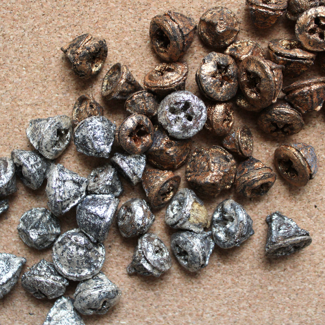 Dried Eucalyptus Pods