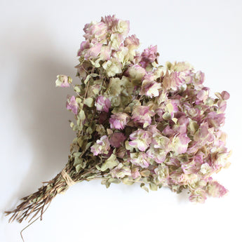Dried Kent Beauty Oregano