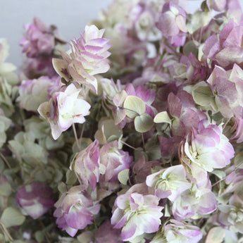 Dried Kent Beauty Oregano
