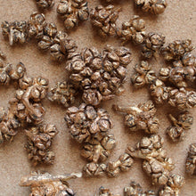 Load image into Gallery viewer, Dried Cyprus Pods
