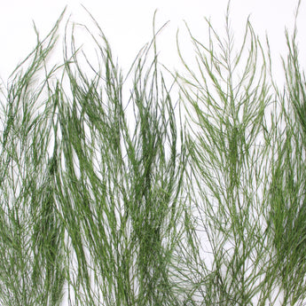 Fern - Preserved Tree