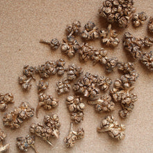 Load image into Gallery viewer, Dried Cyprus Pods
