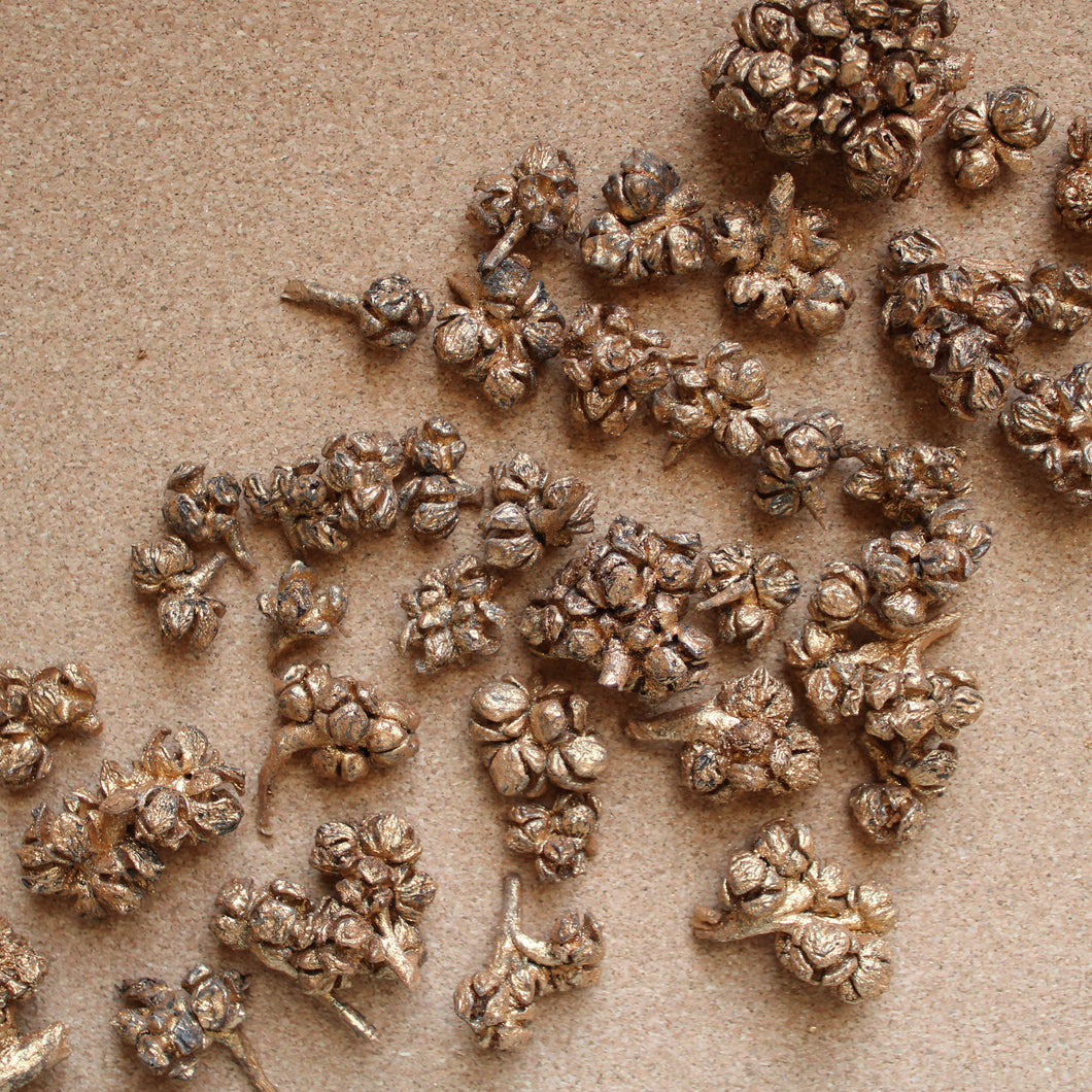 Dried Cyprus Pods