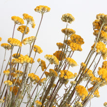Load image into Gallery viewer, Lonas - Dried
