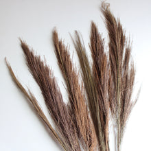 Load image into Gallery viewer, Broom Grass - Dried
