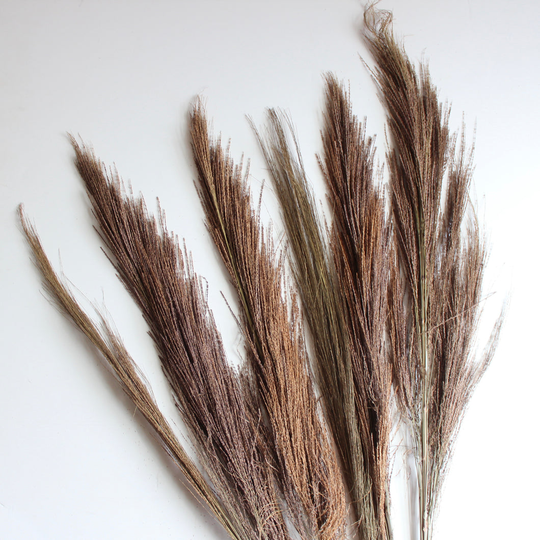 Broom Grass - Dried