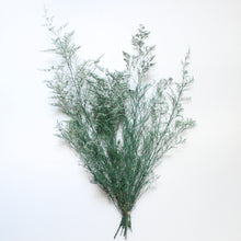 Load image into Gallery viewer, Preserved Foliage (Caspia/Limonium) Bunch - Green/White
