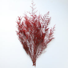 Load image into Gallery viewer, Preserved Foliage (Caspia/Limonium) Bunch in color &quot;Red&quot;
