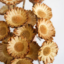 Load image into Gallery viewer, Protea - Rosette Compacta
