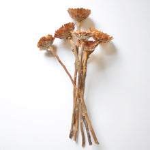 Load image into Gallery viewer, Protea - Rosette Compacta
