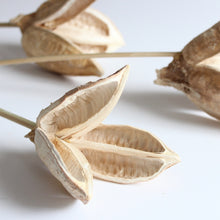 Load image into Gallery viewer, Sora Pod - Stemmed
