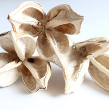 Load image into Gallery viewer, Sora Pod - Stemmed
