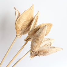 Load image into Gallery viewer, Sora Pod - Stemmed
