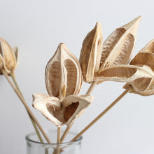 Load image into Gallery viewer, Sora Pod - Stemmed
