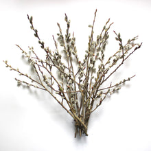 Load image into Gallery viewer, Pussy Willow (12-18&quot;)
