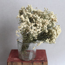 Load image into Gallery viewer, Achillea The Pearl - Dried
