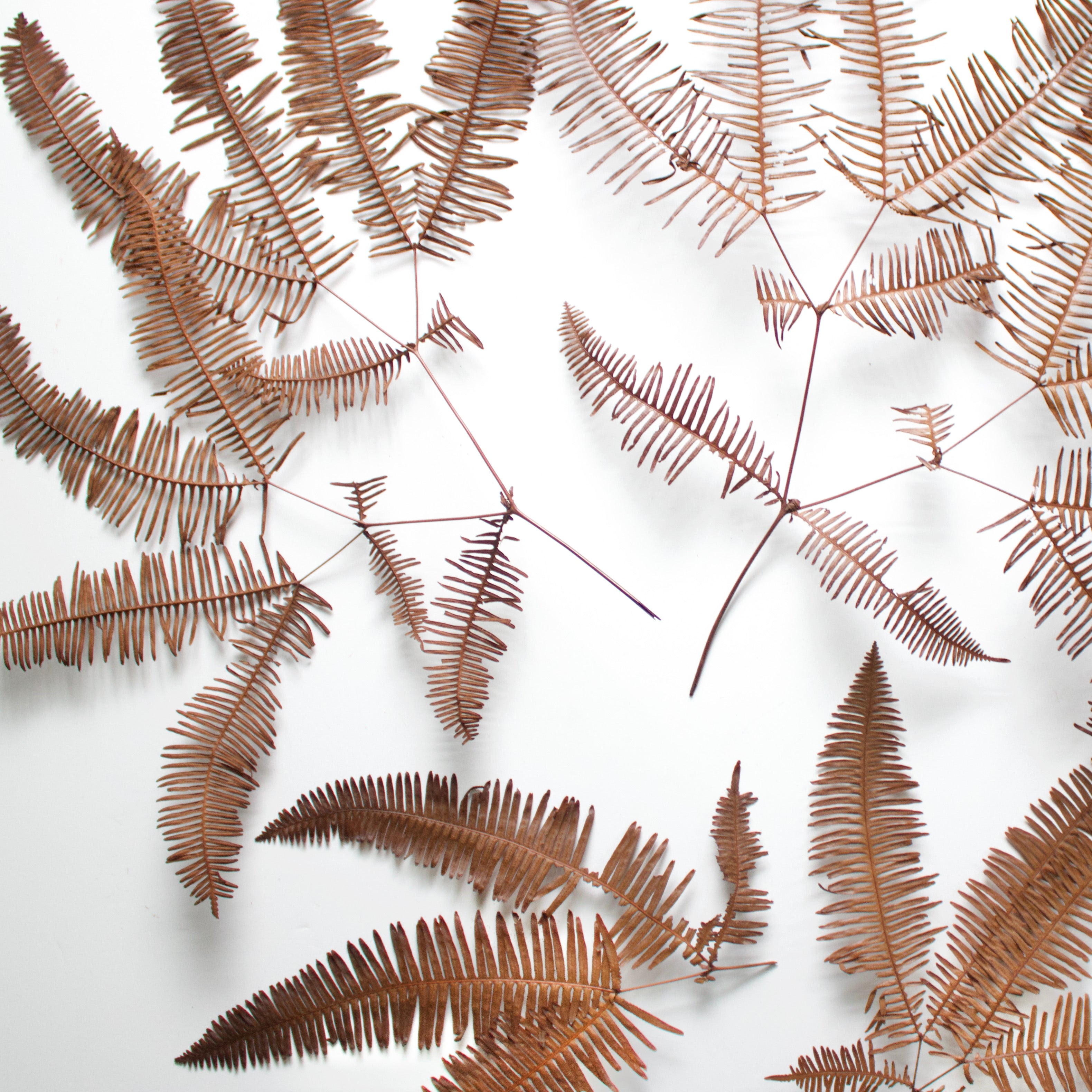 Preserved & Dyed Mountain Fern | Roxanne's Dried Flowers