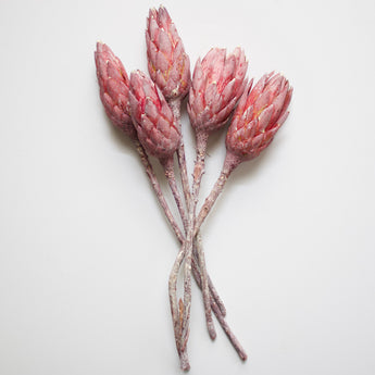 Dried Protea Repens