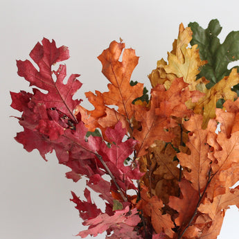 Preserved Oak Leaves