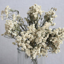 Load image into Gallery viewer, Achillea The Pearl - Dried
